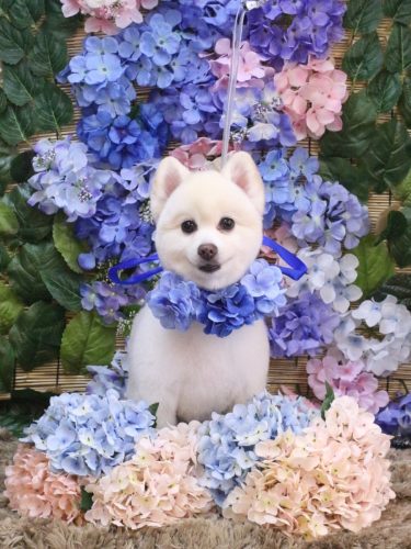 20250627ぽこちゃん